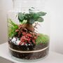 Beginner Friendly Bonsai Terrarium Kit | 'Perth', thumbnail 3 of 12