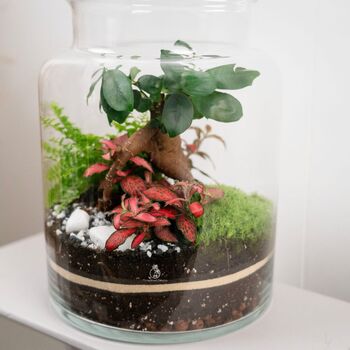 Beginner Friendly Bonsai Terrarium Kit | 'Perth', 3 of 12