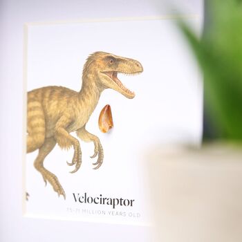 Velociraptor Tooth And Watercolour Illustration Box Frame Real Authentic Dinosaur Fossil Museum Quality Interior Design Home Decor Ornament, 2 of 6