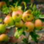 Apple Tree 'Self Fertile Cox', thumbnail 2 of 7
