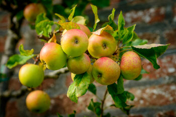 Apple Tree 'Self Fertile Cox', 2 of 7