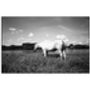 White Horse, France Photographic Art Print, thumbnail 3 of 4
