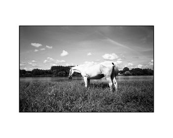 White Horse, France Photographic Art Print, 3 of 4