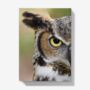 A5 Hardback Notebook Featuring A Great Horned Owl, thumbnail 4 of 4