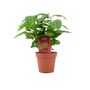 Coffee Arabica – Indoor Coffee Plant For Home And Office 12cm Pot, thumbnail 4 of 4