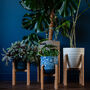 Bamboo Plant Stands, thumbnail 1 of 9