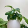 Vibrant House Plant Pot Gardening Gifts Lightweight Planter, thumbnail 3 of 7