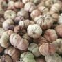 Dried Baby Pumpkin Autumn Potpourri Home Decoration Scented With Pumpkin Spice, thumbnail 9 of 10