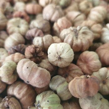 Dried Baby Pumpkin Autumn Potpourri Home Decoration Scented With Pumpkin Spice, 9 of 10