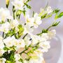 White Guernsey Long Stem Freesia Flowers, thumbnail 2 of 3