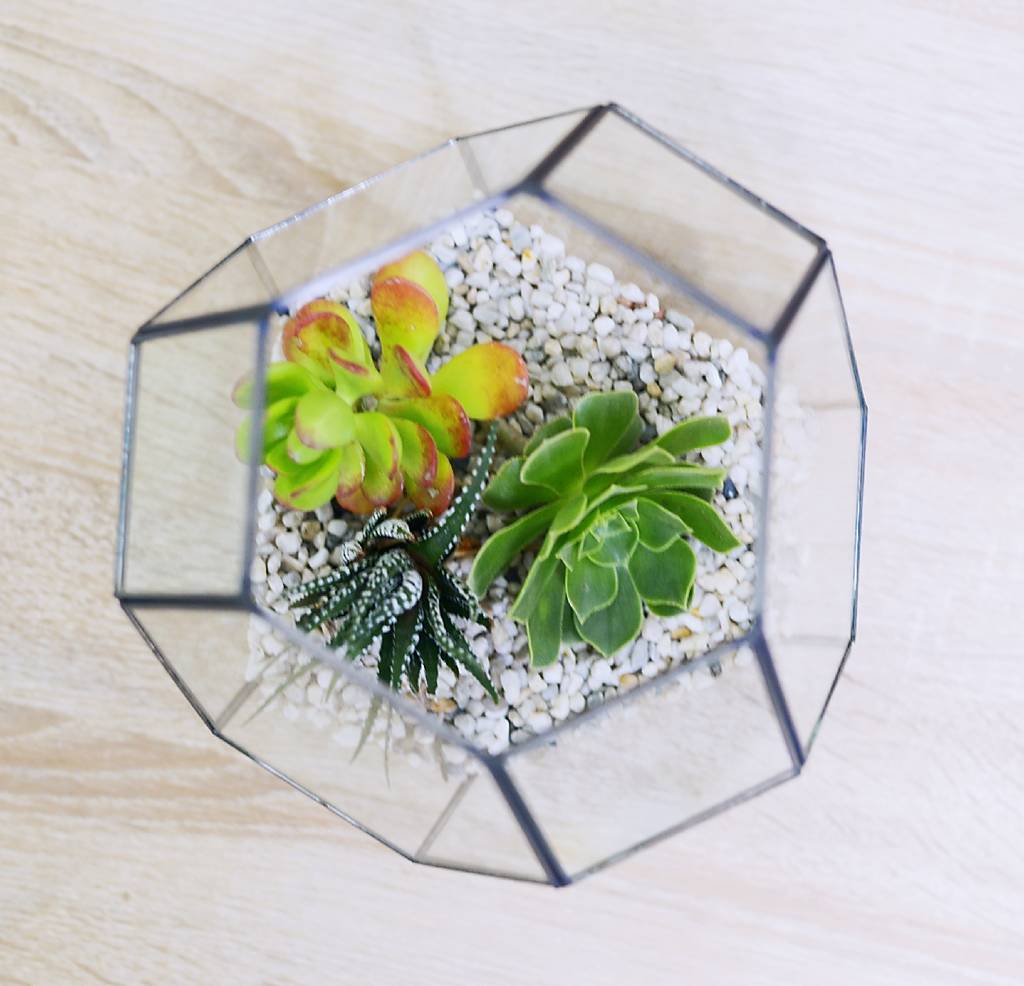 Fairy Lights Geometric Succulent Terrarium By DingaDing