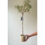 Artificial Potted Olive Tree, thumbnail 1 of 5