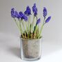 Plant Your Own Spring Muscari Bulb, thumbnail 7 of 12