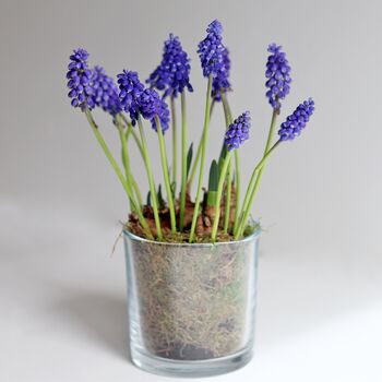 Plant Your Own Spring Muscari Bulb, 7 of 12