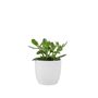 Crassula Money Plant In 12cm Pot – Air Purifying Gift, thumbnail 5 of 7
