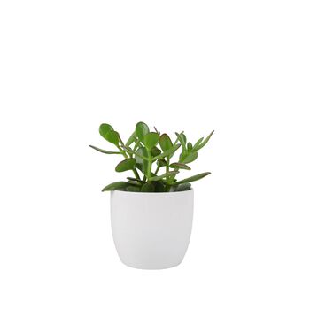 Crassula Money Plant In 12cm Pot – Air Purifying Gift, 5 of 7
