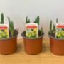 Narcissus 'Tete A Tete' Three X Full Plants In 9cm Pots, thumbnail 4 of 7