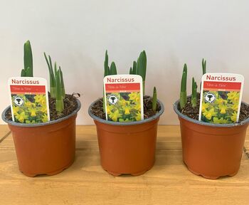 Narcissus 'Tete A Tete' Three X Full Plants In 9cm Pots, 4 of 7