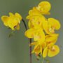 Yellow Orchid Artificial Golden Pot 48cm Real Touch, thumbnail 3 of 3