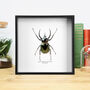 Xl Caucasus Atlas Beetle Handcrafted Frame, thumbnail 1 of 3