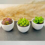 Succulent Candles In White Ceramic Pots, thumbnail 5 of 10
