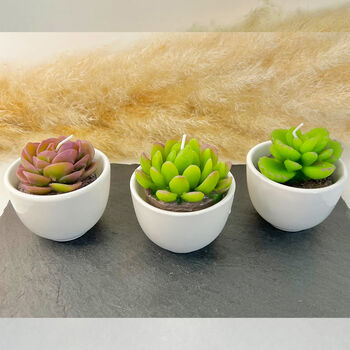 Succulent Candles In White Ceramic Pots, 5 of 10
