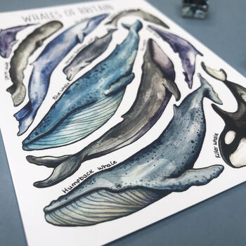 Whales Of Britain Wildlife Watercolour Print, 6 of 7