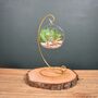 Diy Air Plant Terrarium Kit Hanging Terrarium Gift Forest Green With Optional Gold Stand, thumbnail 4 of 7