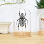 Goliath Beetle Bell Jar, thumbnail 1 of 4