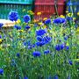 Wildflower Cornflower Seed Boxes, thumbnail 4 of 7