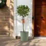Bay Tree Standard 90cm Tall Evergreen Laurus Nobilis, thumbnail 2 of 3