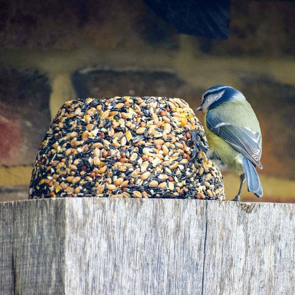 bird food christmas pudding bird lover gifts by the bird bakery