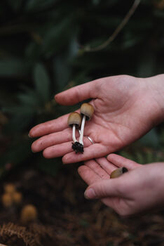 Short Guided Foraging Walk For Two In The South Downs, 6 of 12