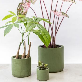 Handmade Eco Plant Pot | Dark Olive Green, 4 of 6