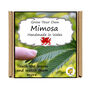 Grow Your Own Mimosa Sensitive Plant Growing Kit, thumbnail 5 of 5