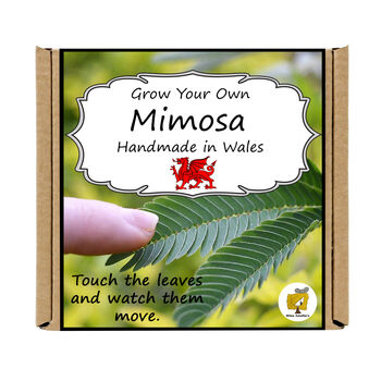 Gardening Gift. Mimosa Growing Kit, 5 of 5