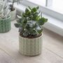 Sage And Green Textured Succulent Planters, thumbnail 2 of 2