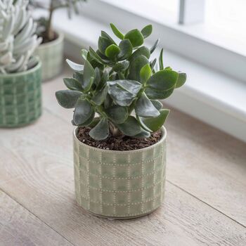 Sage And Green Textured Succulent Planters, 2 of 2