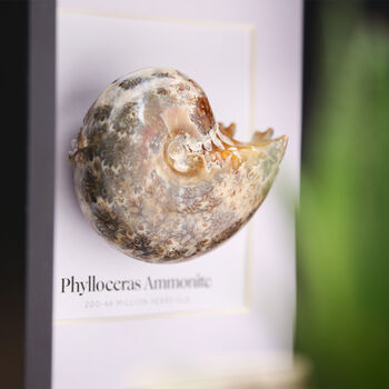Phylloceras Ammonite Natural History Fossil Frame, 2 of 5