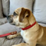 Red Collar And Lead Set, thumbnail 2 of 5