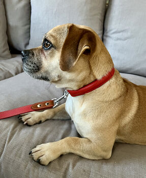 Red Collar And Lead Set, 2 of 5