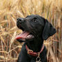 Funny Labrador Silhouette Dog Card, thumbnail 3 of 6