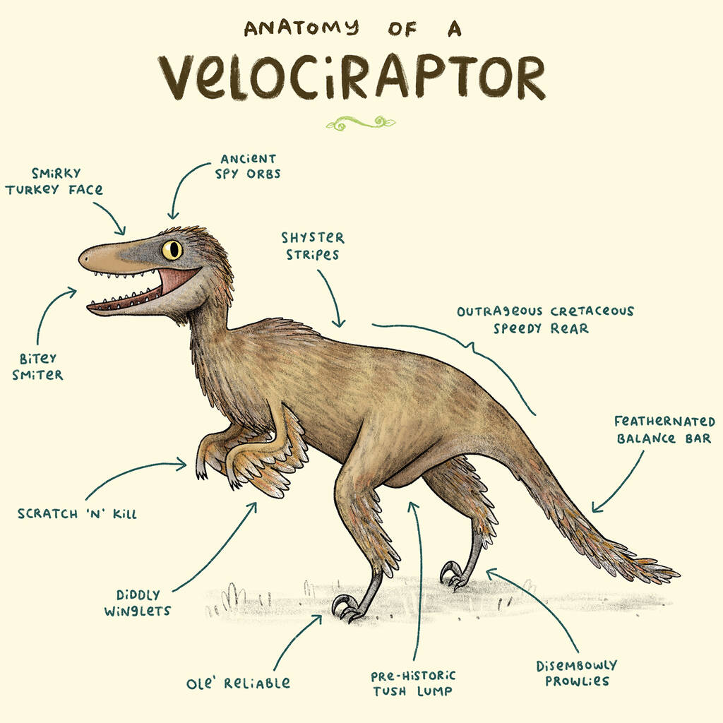 Velociraptor Anatomy