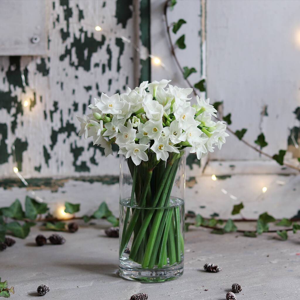 Image of Letterbox Gift Of Scented Narcissus 'Paperwhite'