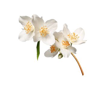 Mock Orange Plants 'Philadelphus 'Coronarius', 6 of 6