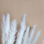 Ivory White Feather Pampas Grass Short Stem, thumbnail 2 of 3