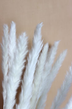 Ivory White Feather Pampas Grass Short Stem, 2 of 3