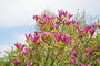 Magnolia Tree, 'Susan', thumbnail 1 of 5