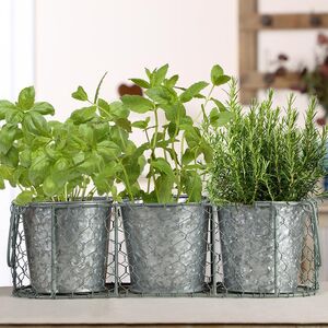 Three Green And Zinc Herb Planters In Basket By Dibor