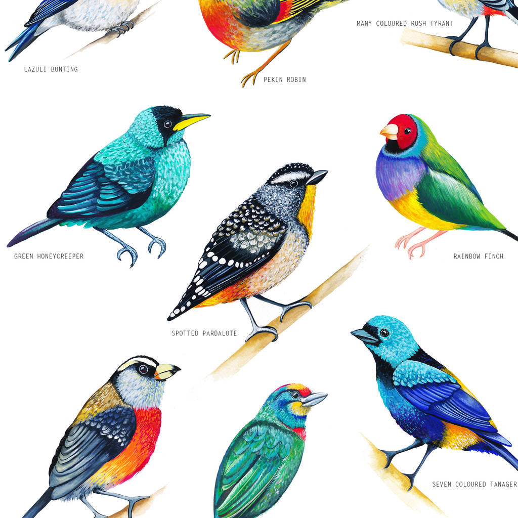 bright birds of the world print by charlotte jones design